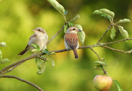 Auswahl zum Foto des Monats September 2025