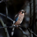 Auswahl zum Foto des Monats November