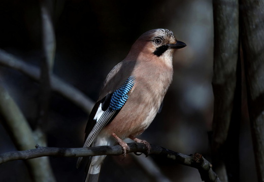 Auswahl zum Foto des Monats November