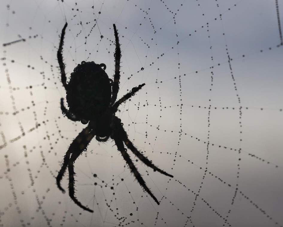 Spinne im morgendlichen Tau