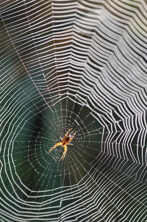 Spinne im Netz