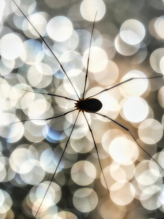 Spinne in Doppelbelichtung