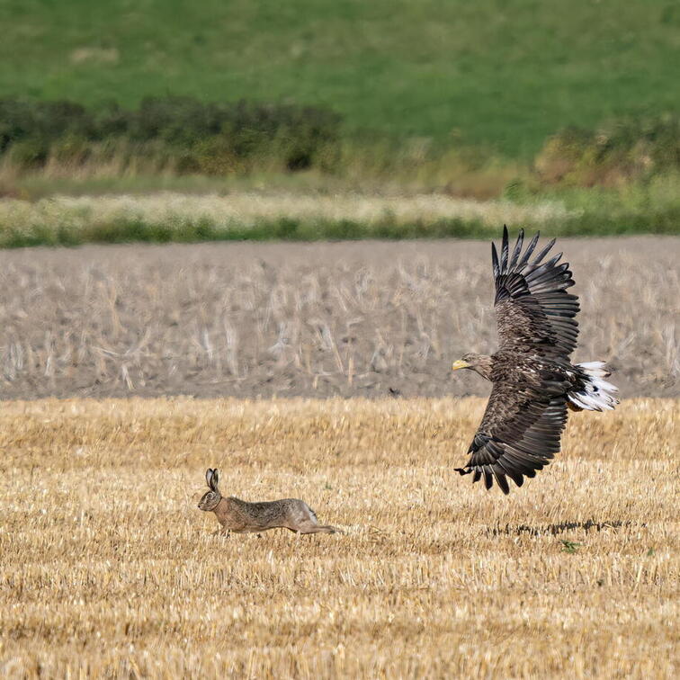 Auswahl Foto des Monats 01.2026