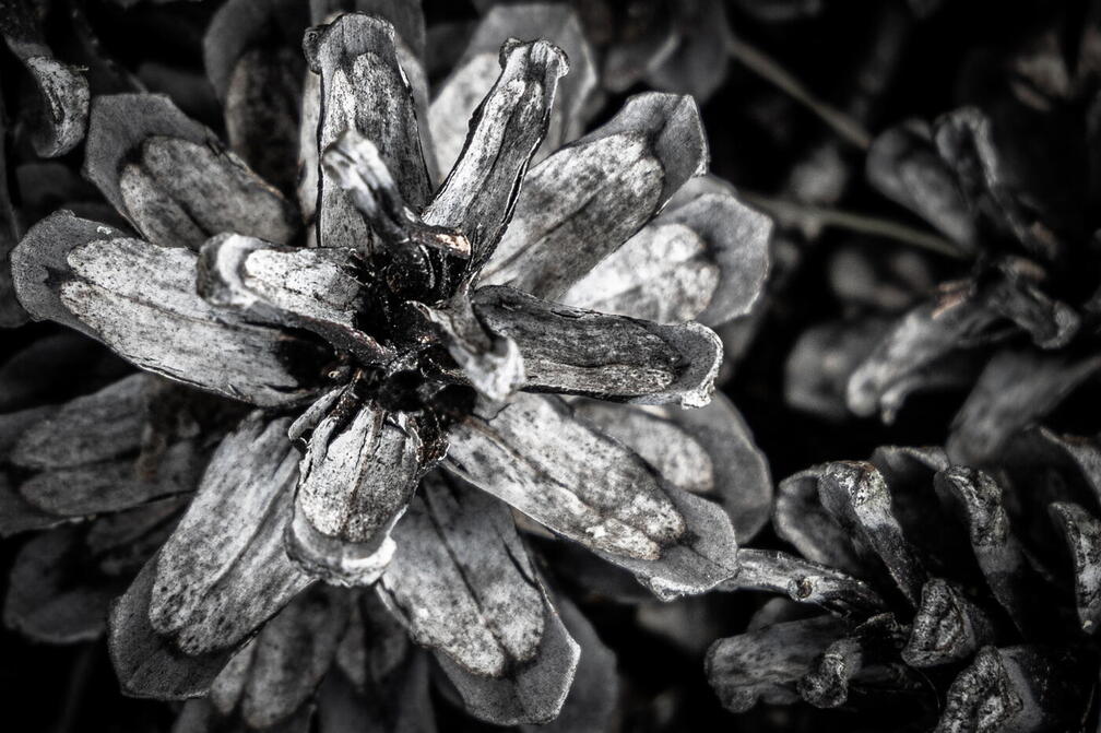 Auswahlbild -  Foto des Monats Februar