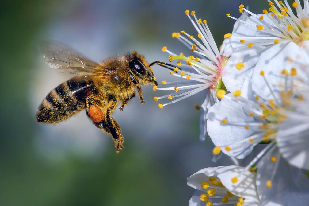 (Auswahl Foto des Monats 3/26)Biene ernähren sich im März von dem frühblühenden Wildpflaume. 