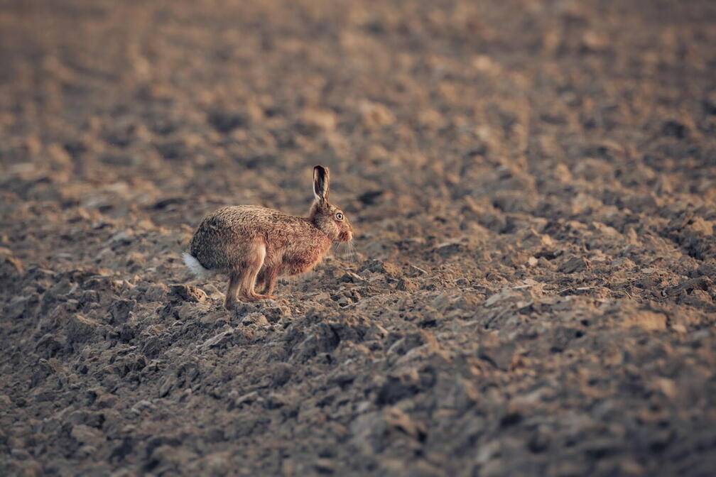 (Auswahl Foto des Monats 3/26)März Hase im Feld
