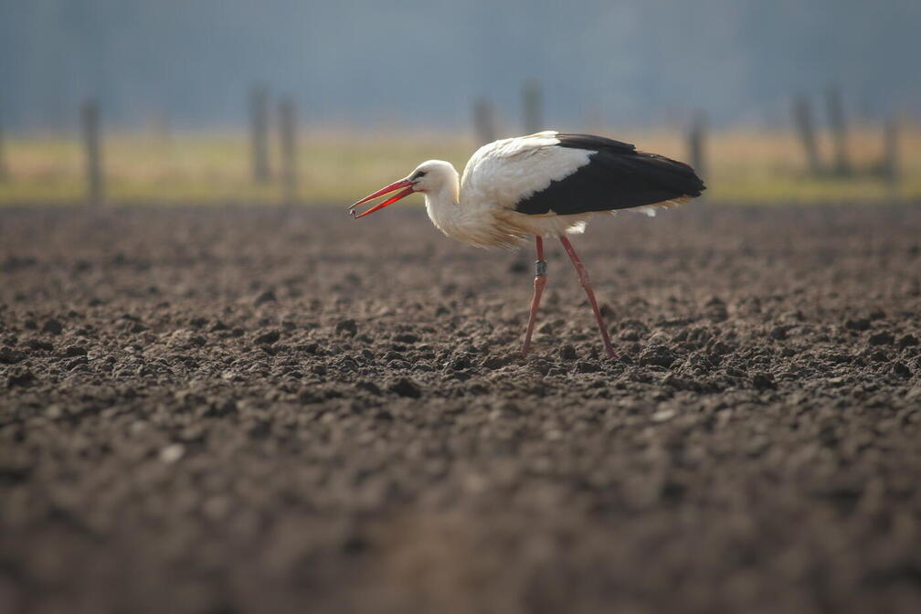 (Auswahl Foto des Monats 3/26) Weißstorch im Feld.