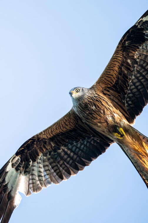 Red Kite (Milvus milvus) Z6180061 Kopie