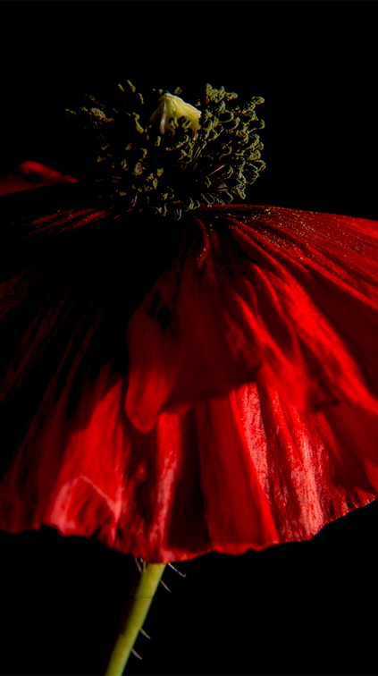 Mohn