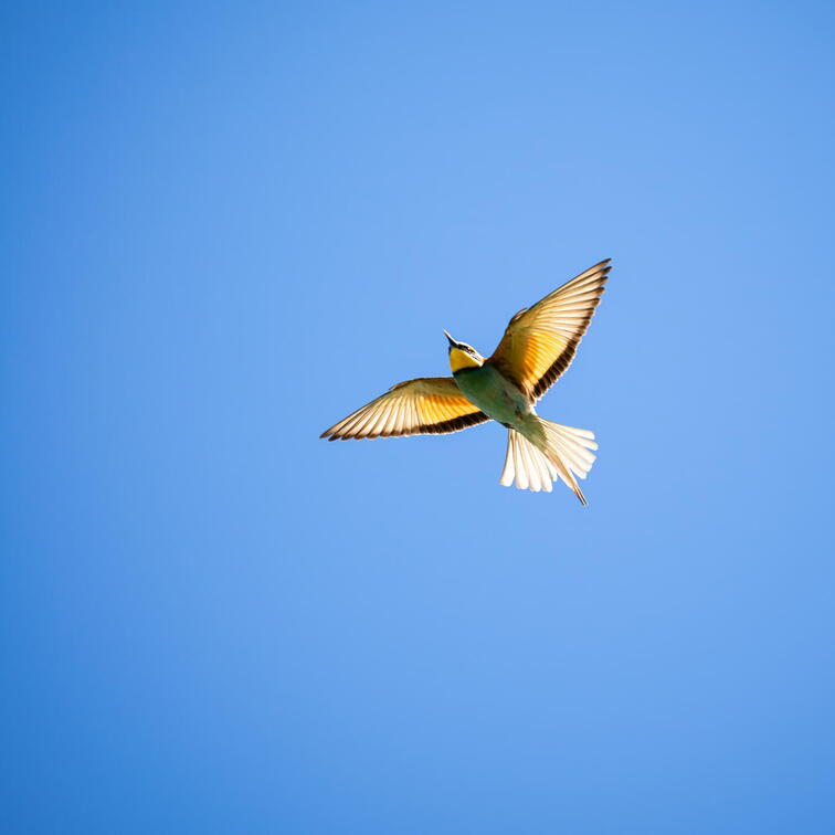 European bee-eater (Merops apiaster) Z0000126 kopie (2)