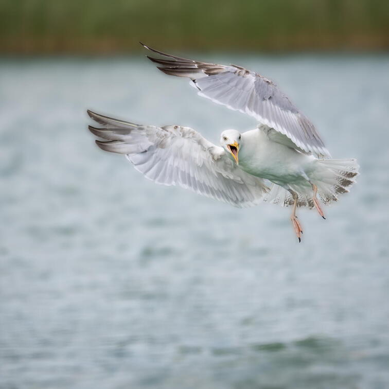 European Herring Gull (Larus argentatus) Y0703a0059