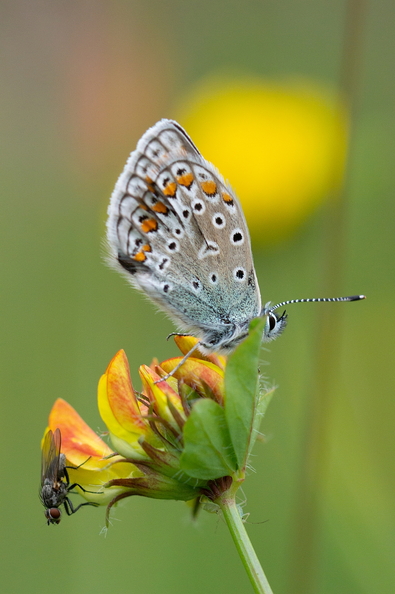 _DSC0168-FdMts Evevelin.jpg