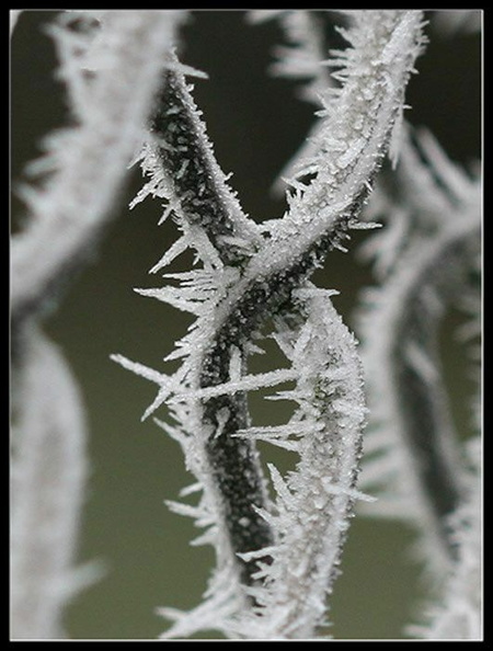 bild des monats 2009 12 uroh