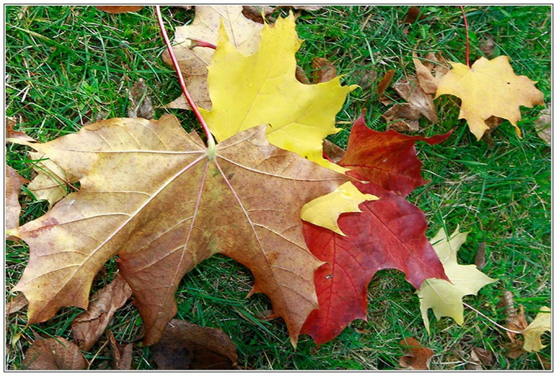 bild des monats 2014 11 bhas