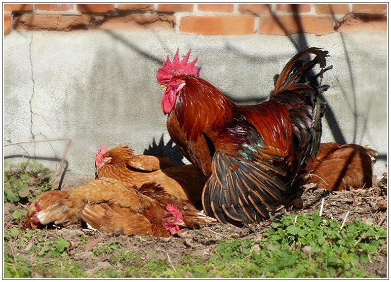 bild des monats 2015 05gschm~0