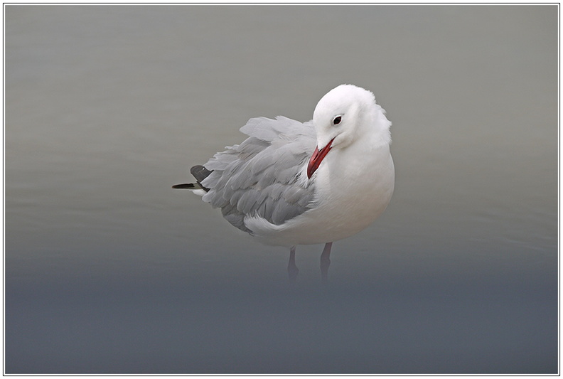 bild des monats 2019 02 igru