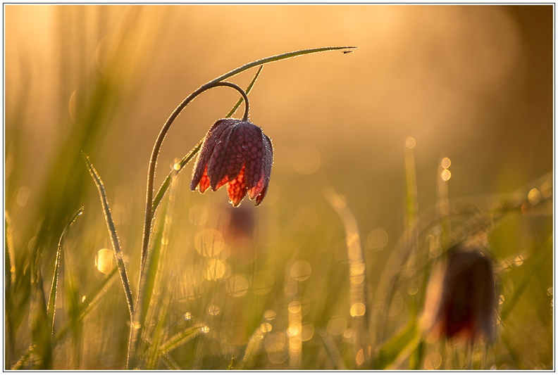 bild des monats 2019 05 slei