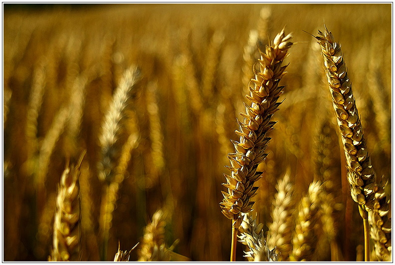 bild des monats 2019 07 gwun