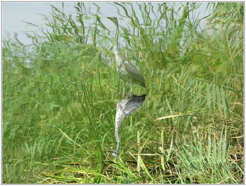 bild des monats 2019 09gzim