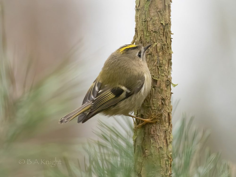 normal Akni Goldfinch