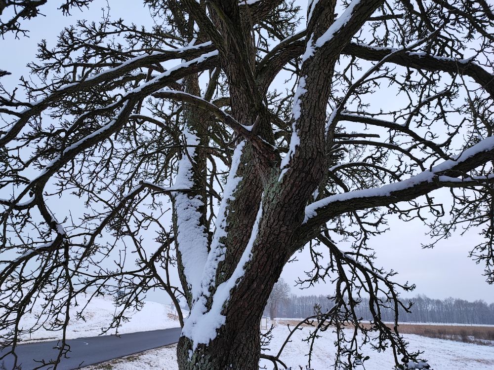 rhen Birnbaum im Winter